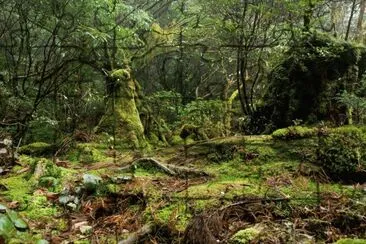 Bosque de Yakushima, JapÃ³n jigsaw puzzle