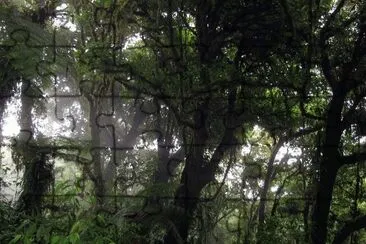 Bosque Nuboso, Monteverde, Costa Rica