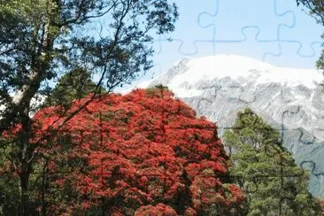 Bosque Rata, Nueva Zelanda jigsaw puzzle