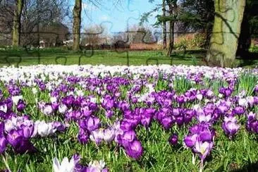 Crocuses