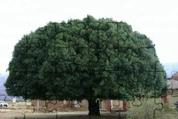 El arbol de la quinina jigsaw puzzle