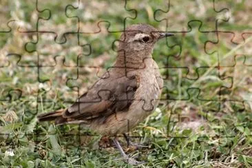 aves de los andes