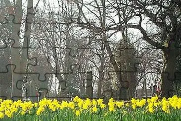 Daffodils at Stanton Rd Cemetery jigsaw puzzle