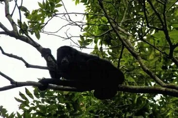 Howler Monkey jigsaw puzzle