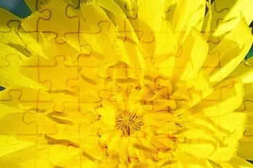 Dandelion jigsaw puzzle