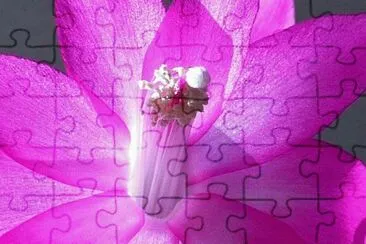 Christmas cactus jigsaw puzzle