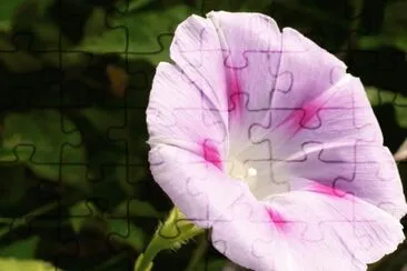 פאזל של Morning glory2