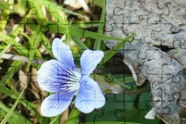 פאזל של Small wild violet1