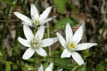 פאזל של Small white wildflowers