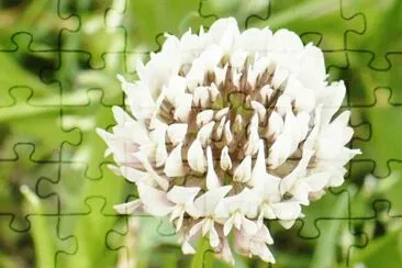 Wild white clover