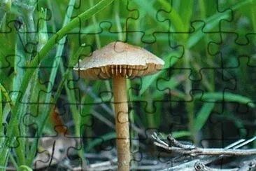 פאזל של Little mushroom