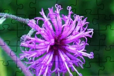 פאזל של Ironweed flower