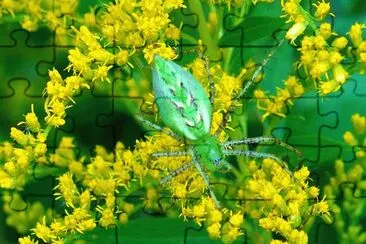 פאזל של Little green spider