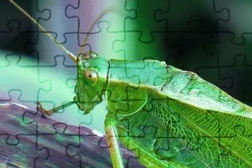 פאזל של Grasshopper1