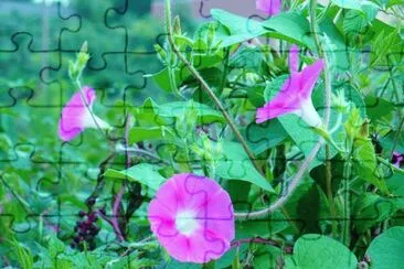 Morning glories1