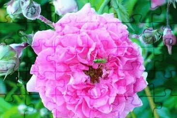 פאזל של Pink wildrose1