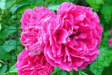 פאזל של Wildroses growing on roadside2