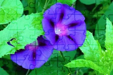 פאזל של Morning glories2