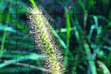 Grass seed head2