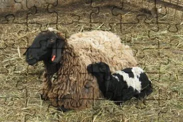 sheep and lamb