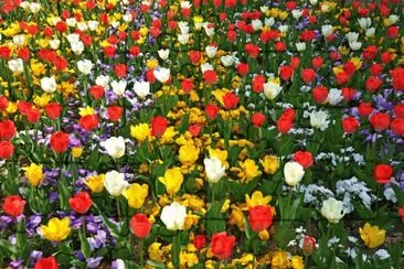 colorful_tulips