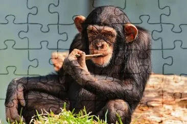 פאזל של Thinking-Chimp