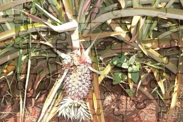 COLTIVAZIONE DI ANANAS jigsaw puzzle