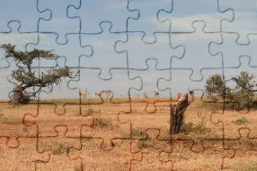 GAZZELLE jigsaw puzzle