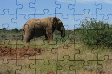 ELEFANTI jigsaw puzzle