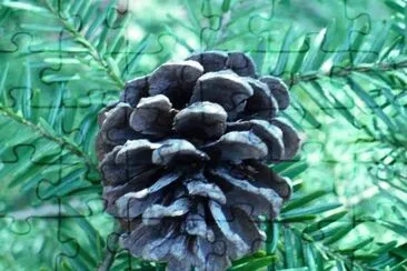 Small pine cone1