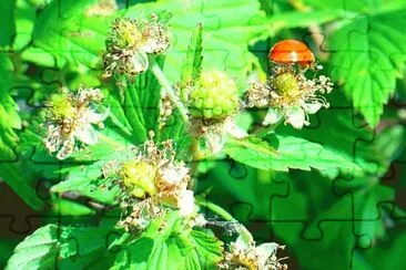 Wild berry blossoms with ladybug (photo edited) jigsaw puzzle