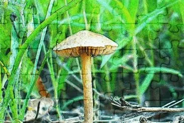 Little mushroom (photo edited) jigsaw puzzle