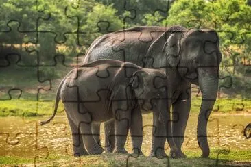 Sri_Lanka_Elephants_Parks_ jigsaw puzzle