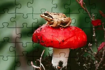 Frogs_Mushrooms_nature_ jigsaw puzzle