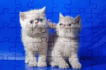 Gatos jigsaw puzzle