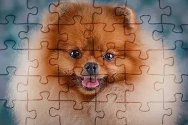 Dogs_Spitz_ jigsaw puzzle