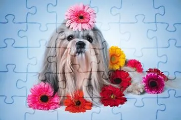 Dogs_Gerberas_ jigsaw puzzle