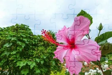 Hibisco rosa