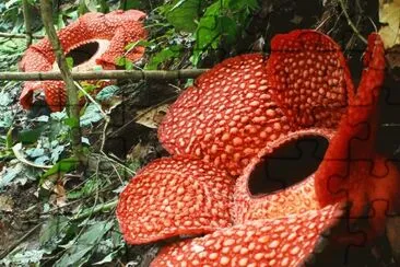 rafflesia arnoldii jigsaw puzzle