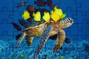 turtle-and-fishes