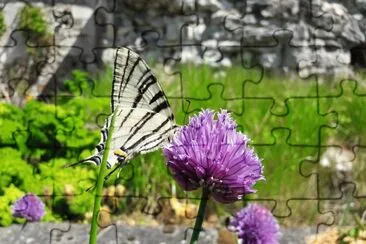 פאזל של Iphiclides podalirius