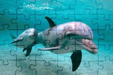 Dolphins-family jigsaw puzzle