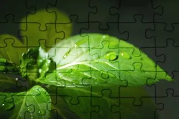 hoja jigsaw puzzle