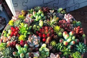 cactus, garden, nature jigsaw puzzle