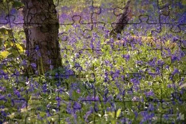 פאזל של Bluebells