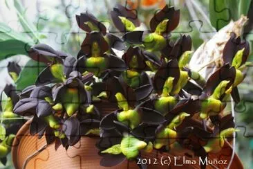 CATASETUM