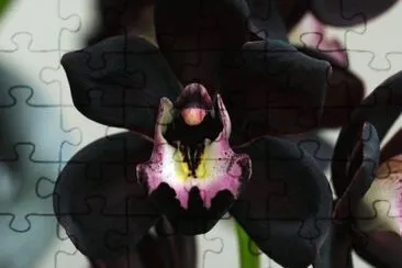 ORQUIDEA NEGRA