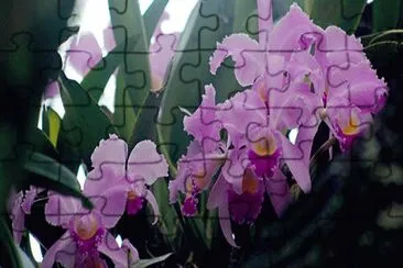 DIFERENTES TIPOS DE ORQUIDEAS