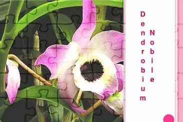 DENDROBIUM