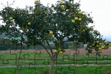 Arbol del membrillo